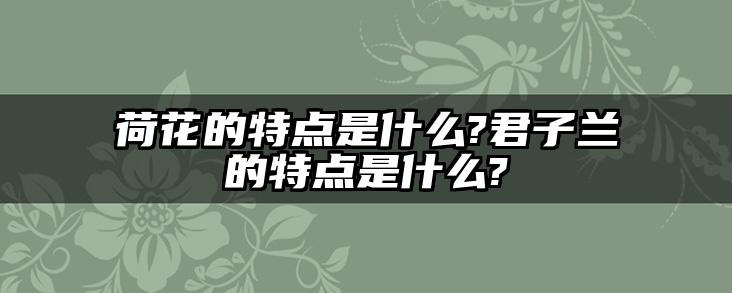 荷花的特点是什么?君子兰的特点是什么?