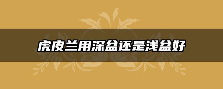 虎皮兰用深盆还是浅盆好