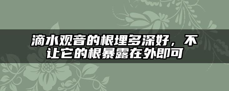 滴水观音的根埋多深好,不让它的根暴露在外即可