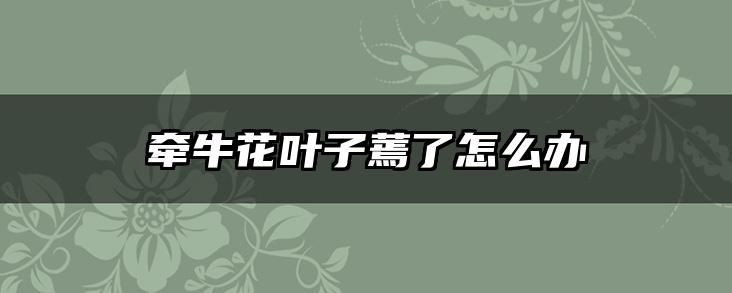 牵牛花叶子蔫了怎么办