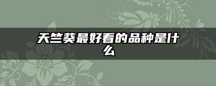 天竺葵最好看的品种是什么