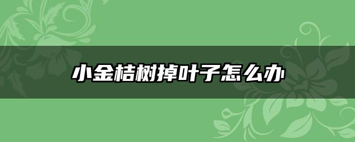 小金桔树掉叶子怎么办