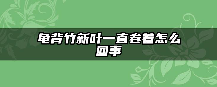 龟背竹新叶一直卷着怎么回事