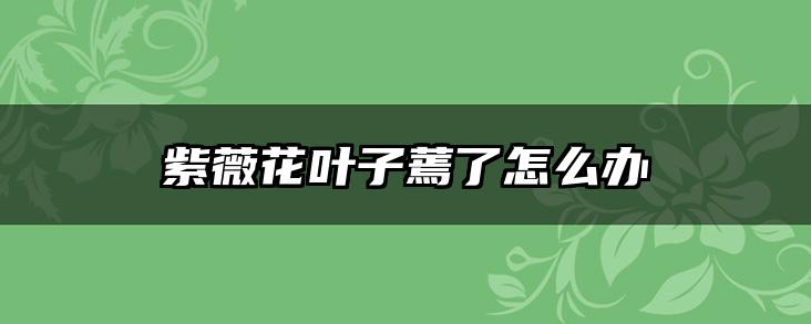 紫薇花叶子蔫了怎么办