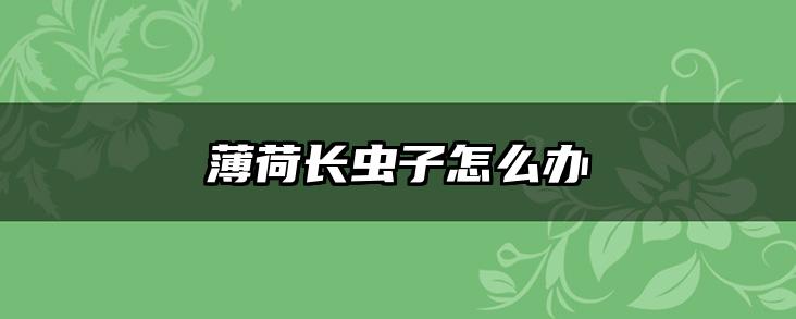 薄荷长虫子怎么办