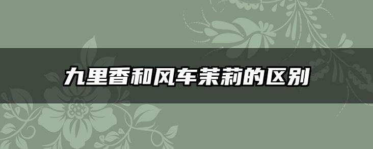 九里香和风车茉莉的区别