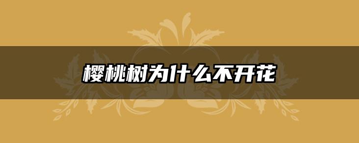 樱桃树为什么不开花