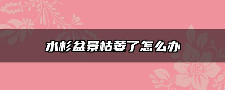水杉盆景枯萎了怎么办