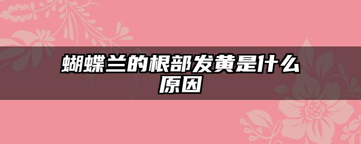 蝴蝶兰的根部发黄是什么原因