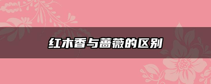 红木香与蔷薇的区别