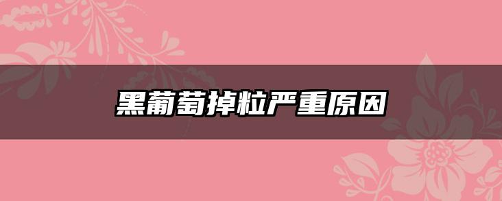 黑葡萄掉粒严重原因