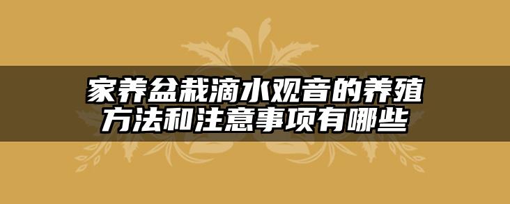家养盆栽滴水观音的养殖方法和注意事项有哪些