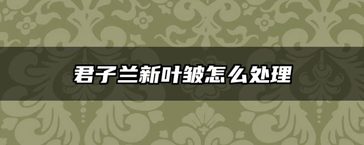 君子兰新叶皱怎么处理