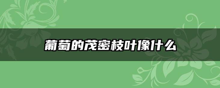 葡萄的茂密枝叶像什么