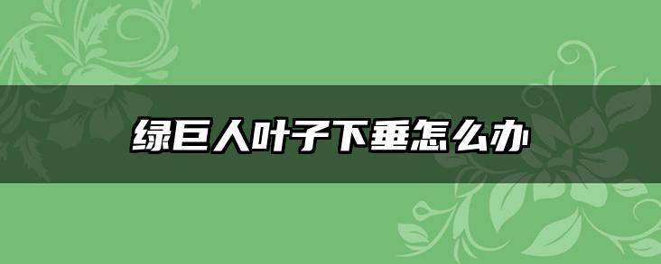 绿巨人叶子下垂怎么办