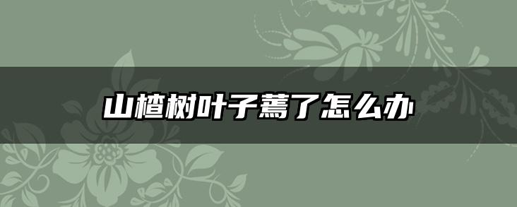 山楂树叶子蔫了怎么办