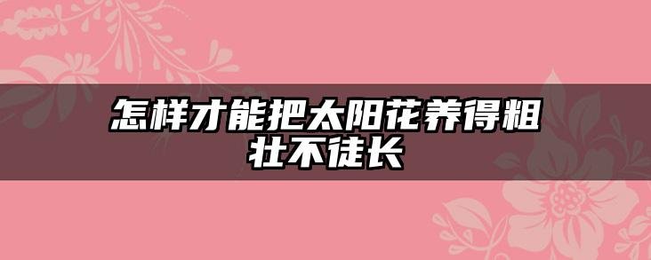 怎样才能把太阳花养得粗壮不徒长