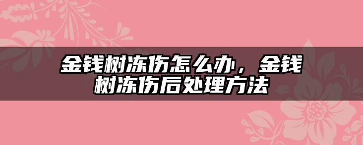 金钱树冻伤怎么办，金钱树冻伤后处理方法