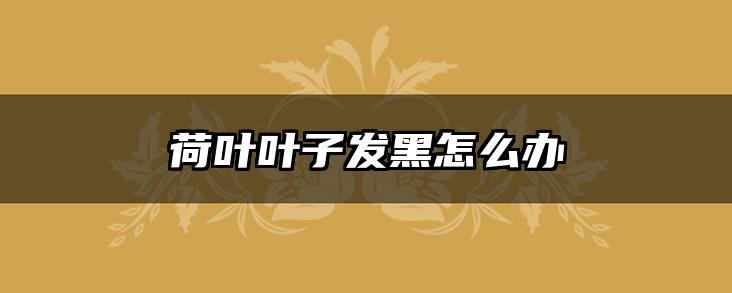 荷叶叶子发黑怎么办