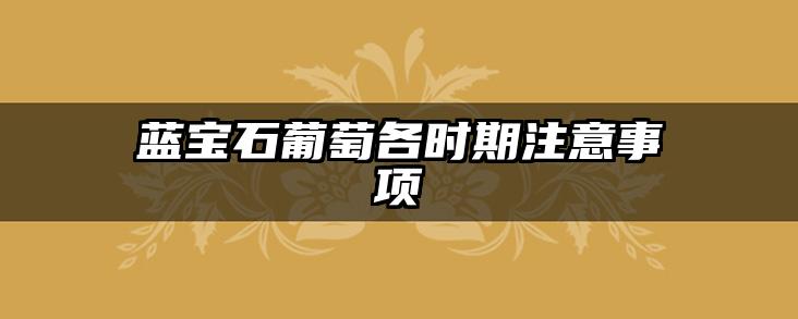 蓝宝石葡萄各时期注意事项