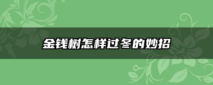 金钱树怎样过冬的妙招
