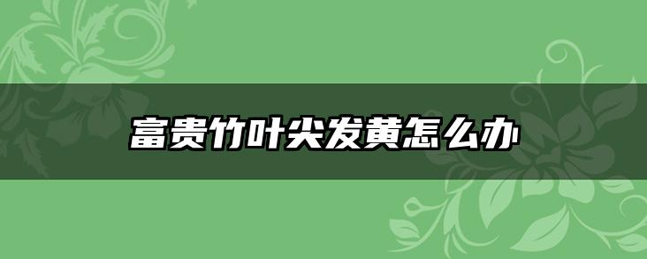 富贵竹叶尖发黄怎么办