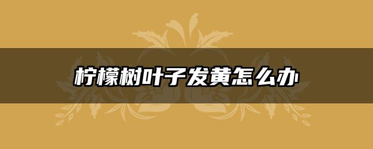 柠檬树叶子发黄怎么办