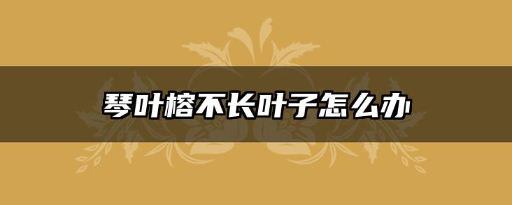 琴叶榕不长叶子怎么办