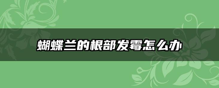 蝴蝶兰的根部发霉怎么办