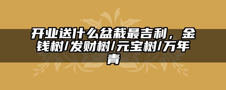 开业送什么盆栽最吉利，金钱树/发财树/元宝树/万年青