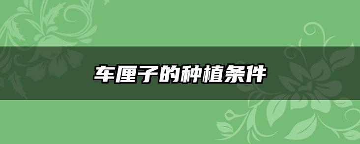 车厘子的种植条件