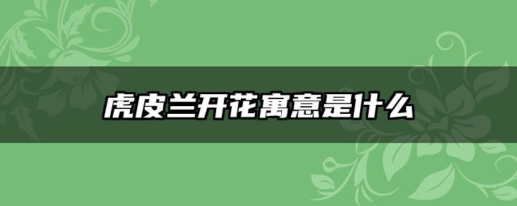 虎皮兰开花寓意是什么