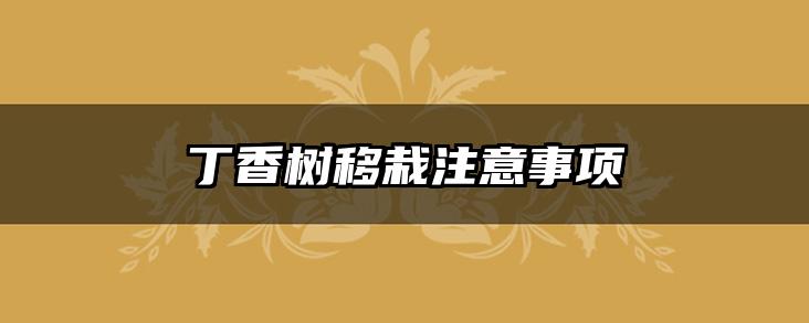 丁香树移栽注意事项
