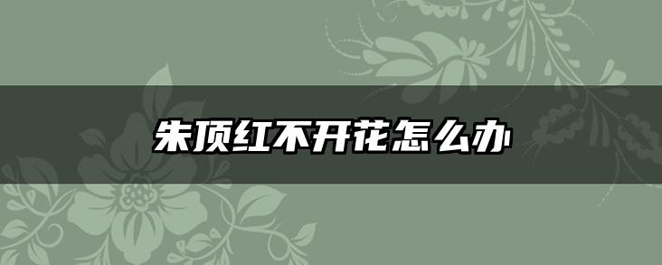 朱顶红不开花怎么办