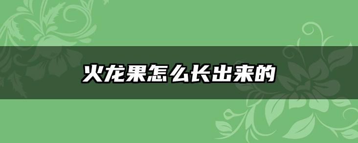 火龙果怎么长出来的