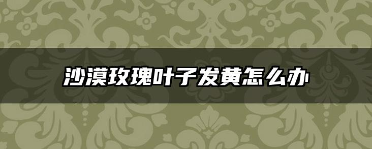 沙漠玫瑰叶子发黄怎么办