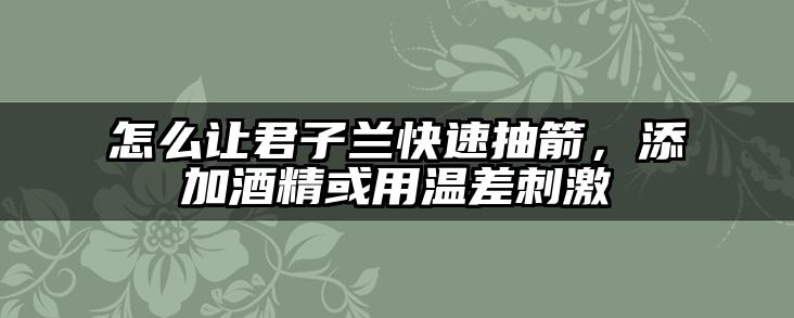怎么让君子兰快速抽箭,添加酒精或用温差刺激