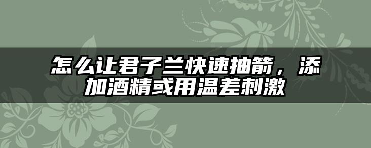 怎么让君子兰快速抽箭，添加酒精或用温差刺激