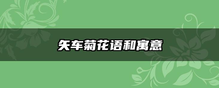 矢车菊花语和寓意