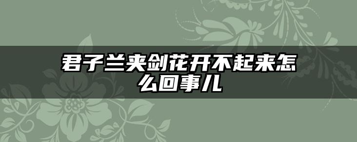 君子兰夹剑花开不起来怎么回事儿