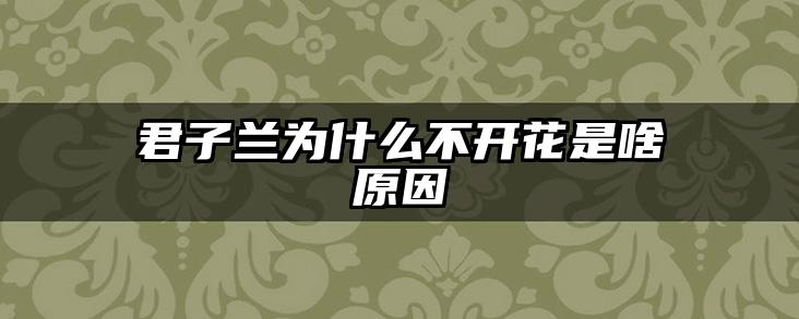 君子兰为什么不开花是啥原因