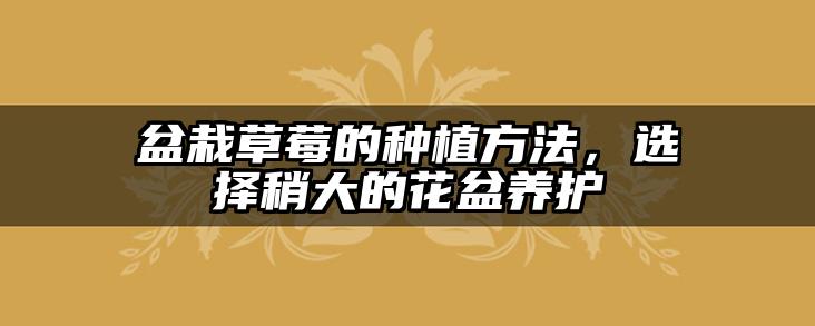 盆栽草莓的种植方法,选择稍大的花盆养护