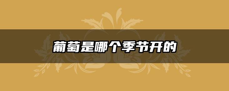葡萄是哪个季节开的