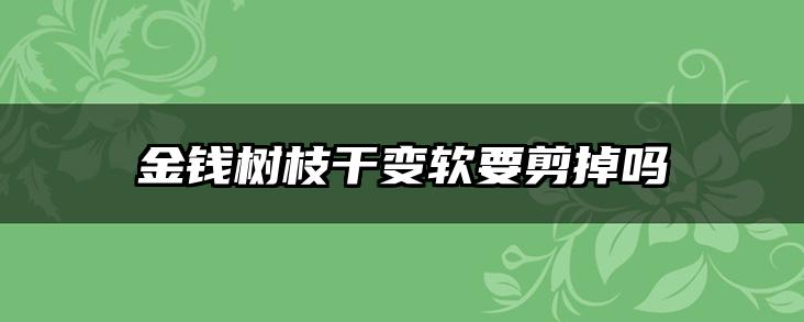 金钱树枝干变软要剪掉吗