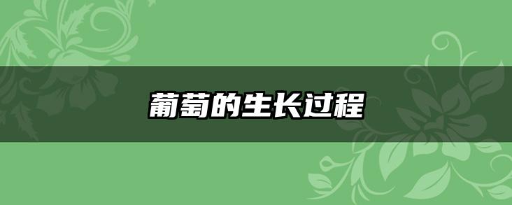 葡萄的生长过程