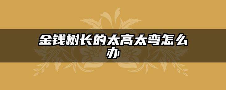 金钱树长的太高太弯怎么办