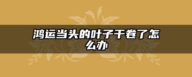 鸿运当头的叶子干卷了怎么办