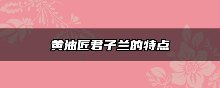 黄油匠君子兰的特点