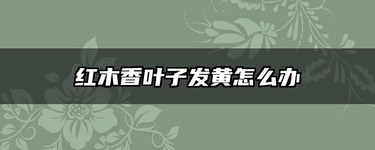 红木香叶子发黄怎么办