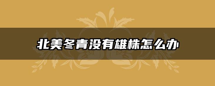 北美冬青没有雄株怎么办